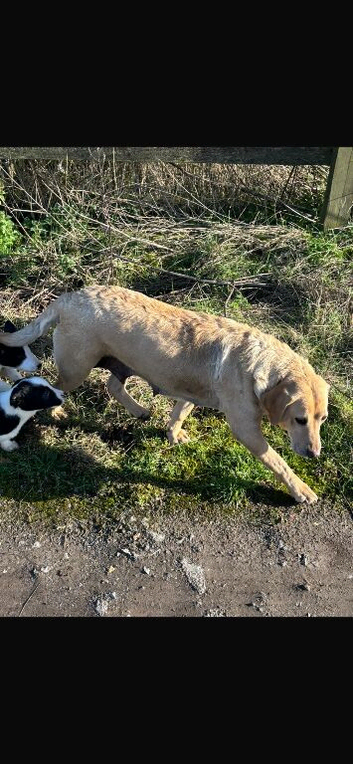 Labrador x collie puppies