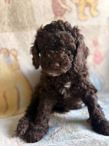 Chocolate cockapoo