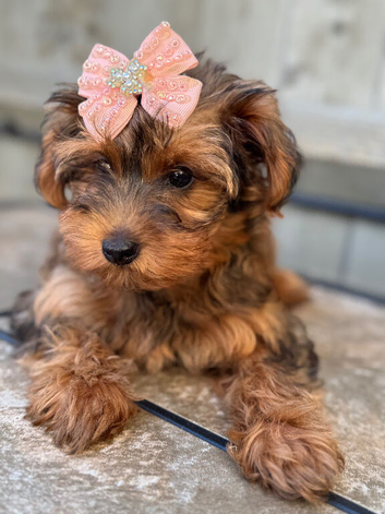 YorkiepooREDUCED