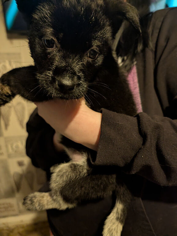 Puppies