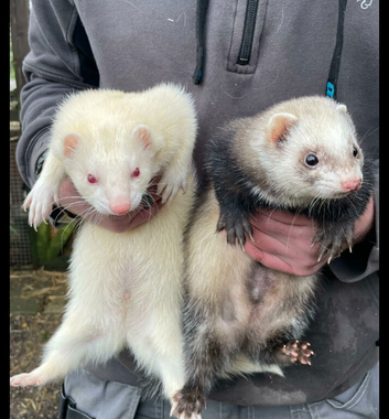 4 female ferrets