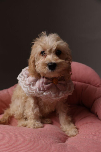 5 months old cockapoo girl