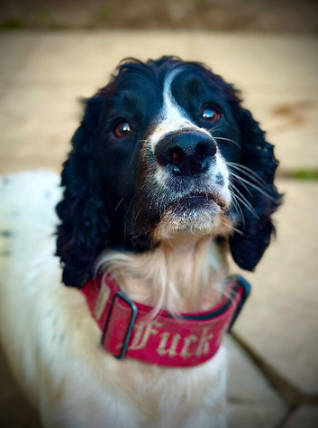 2 year old sprocker spaniel