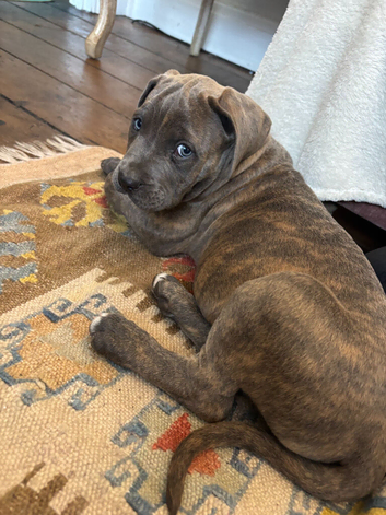 Cane Corso / Bullmastiff Puppies ready to  go.