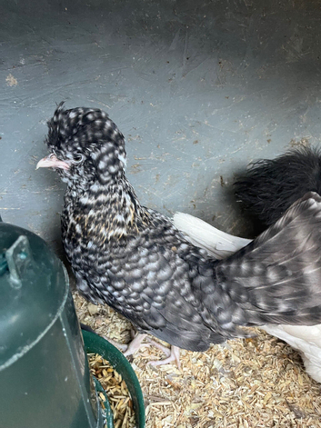 Polish, Silkie