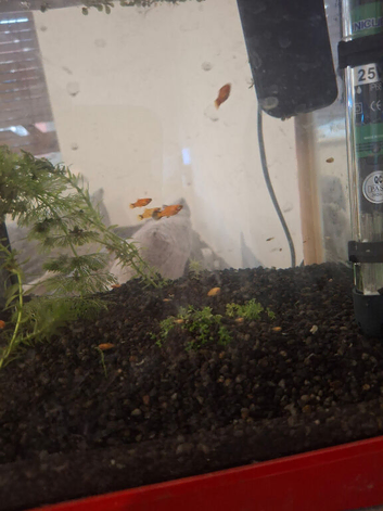 Lots of baby platys for sale