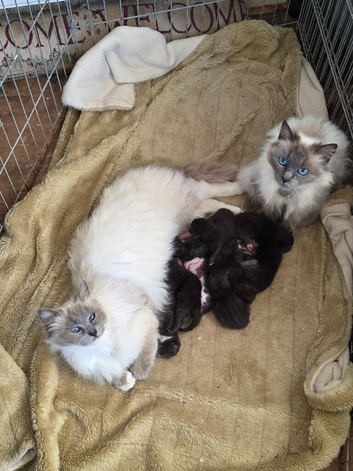 Ragdoll x kittens