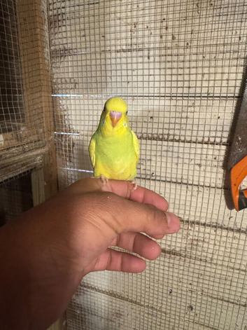 Baby budgies for sale  &pound;40 each collection mk404nn