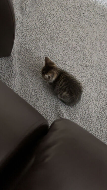 Domestic kitten