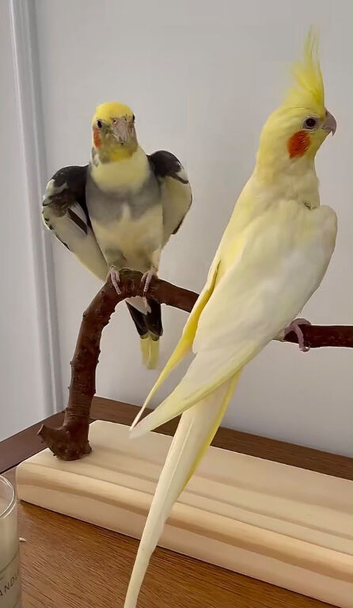 Baby cocatail talking parrot
