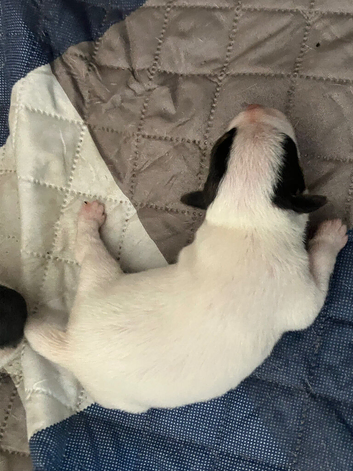 Miniature working jack russel