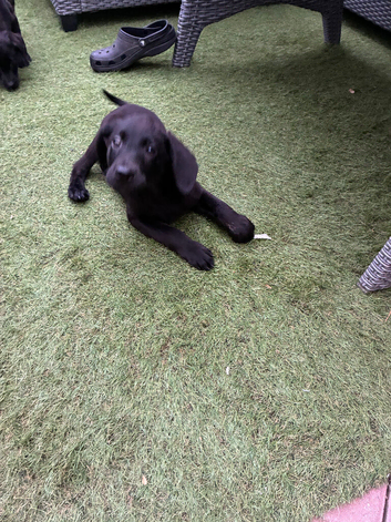 Only 2 left kc reg Labrador puppies