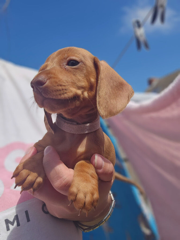 Minature Dachshunds READY TO RESERVE