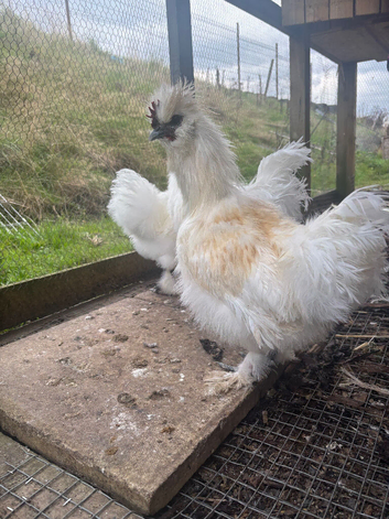 Silkie cockerels