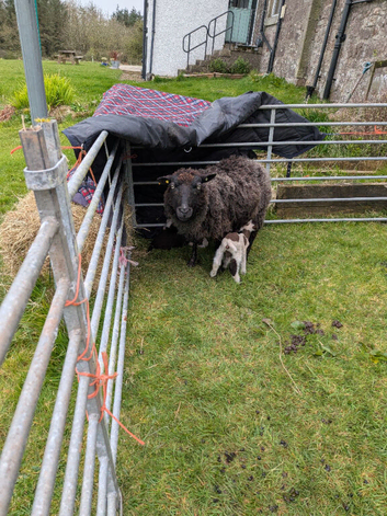 Shetland sheep