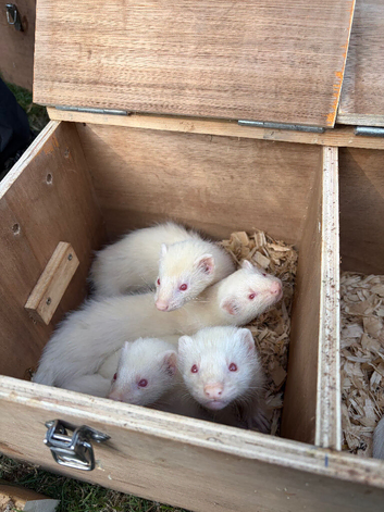 Ferrets - Hobbs and Jills ready to go