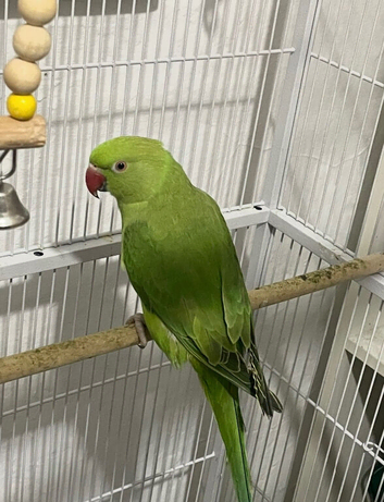 Indian Ringneck
