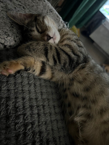 One beautiful tabby girl looking for her forever home