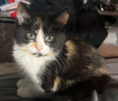 Adorable kitten for sale