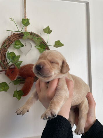 Beautiful Working Line Black and Yellow Labrador Puppies For Sale