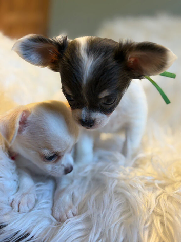 Tiny KC Registered & fully dna tested  Chihuahua Puppies