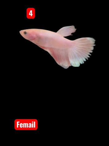 Betta fish