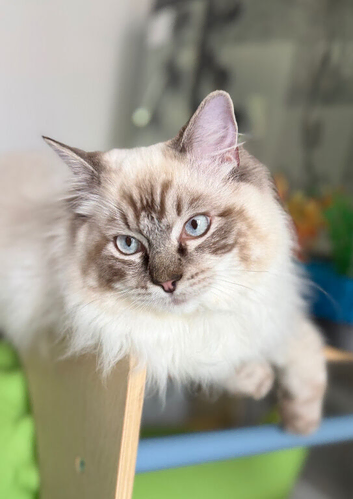 Beautiful Ragdoll 8 months old