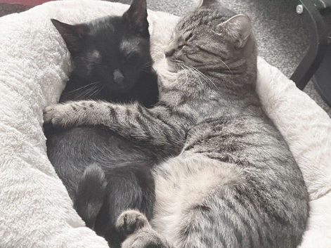 NEED REHOMED ASAP 1 black male Kitten & 1 junior tabby female