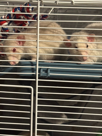 2 beautiful male dumbo rats