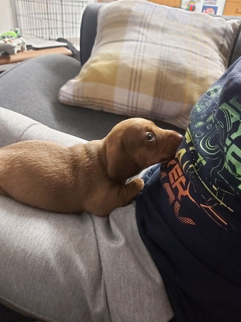 miniature dachshund puppies