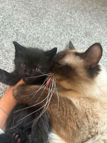 Mainecoon x ragdoll kittens