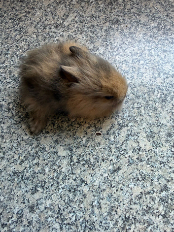 Baby lion heads for sale