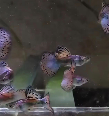 Pink glass guppys