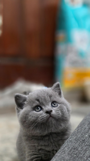 Adorable British Shorthair Kittens &ndash; Ready for Loving Homes!