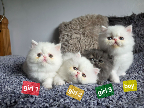 ️ ALL OUR BEAUTIFUL KITTENS ARE NOW RESERVED ️