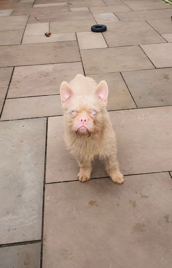 Fluffy pink boy