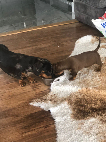 Ready NOW!!!! Beautiful miniature smooth haired dachshunds