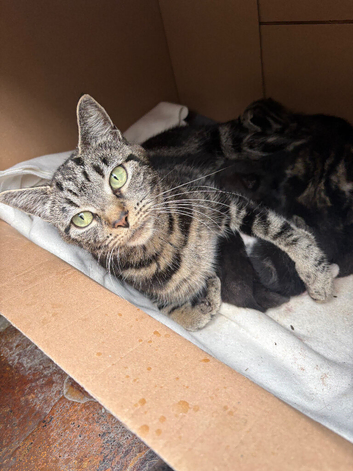 5 kittens for sale