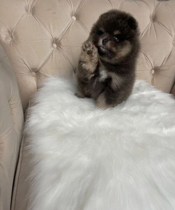 Charming Pomeranian boy - RARE