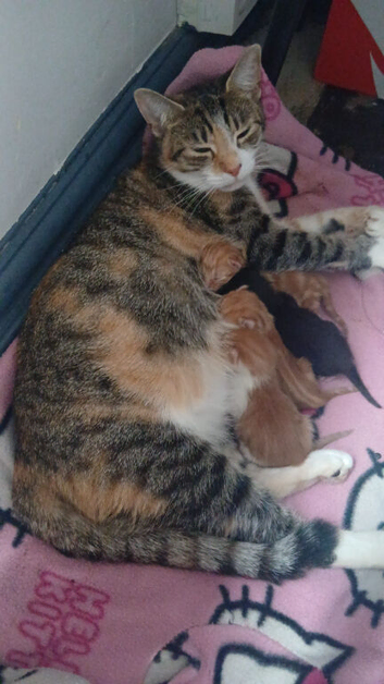 Kittens