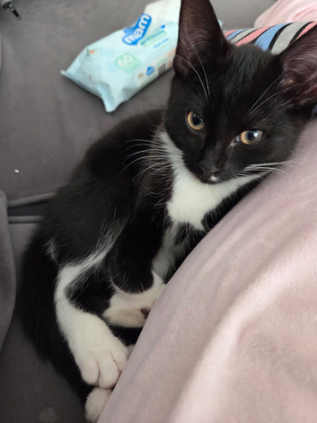 7 month old cat