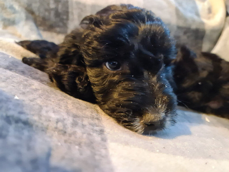 Last boy from litter