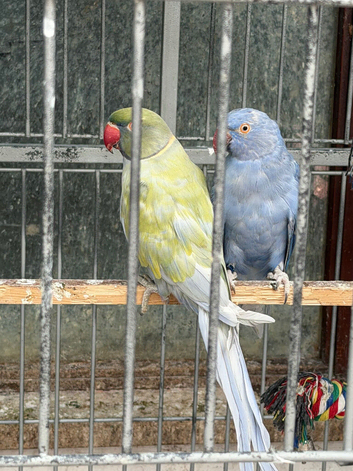Blue and purple breeding pair