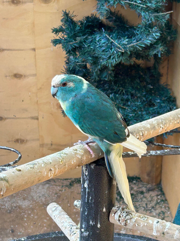 Mixed kakariki