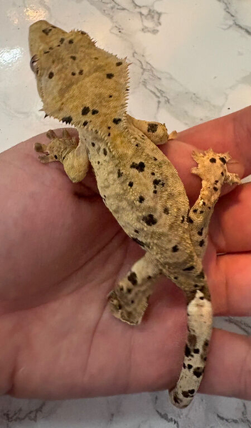 2 x Crested Gecko&rsquo;s with full setup