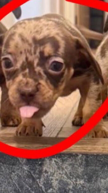 Dachshund puppies for sale