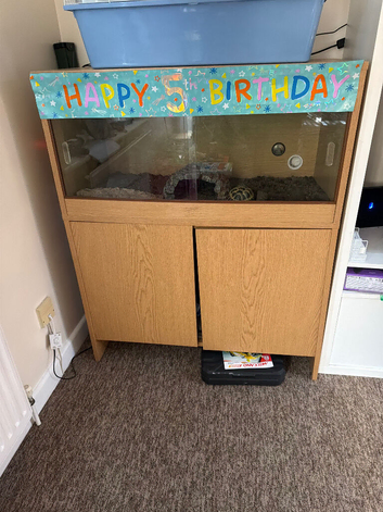 1 year old horsfield tortoise
