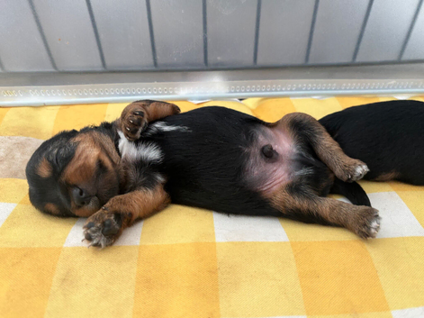 Yorkshire terrier puppies for sale
