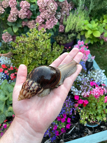 Giant African Snail sub adult for sale!