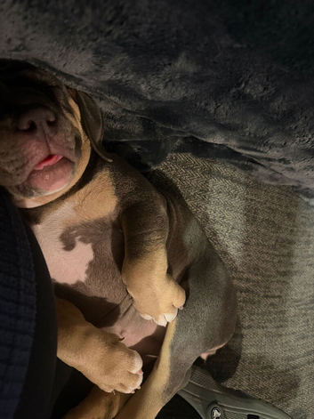 13 week old female